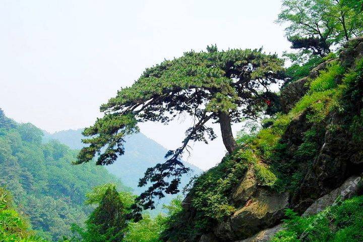 泰山迎客松,泰山迎客松自然生长在泰山的一处悬崖绝壁上,显得非常