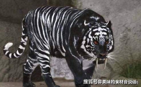 "黑虎掏心"不是传说,邻国发现黑虎,我国也有黑蓝虎的记载