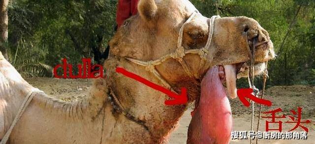 原创骆驼露出嘴边的"粉红色肉球"是什么器官?为什么只有雄性有?