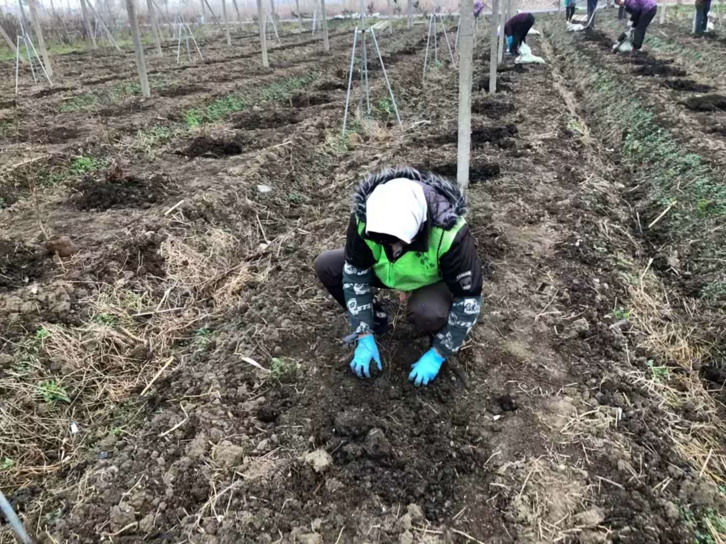 蓝莓栽培管理技术 如何种植 蓝莓树苗选购