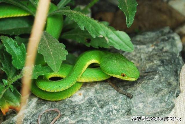 竹叶青七,短尾蝮分布地区很十分广泛,是我国咬伤人最多的毒蛇.