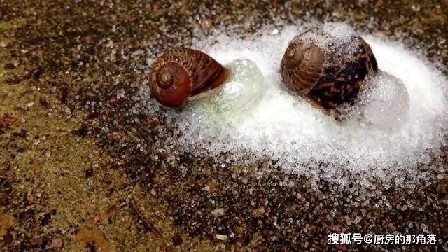 香港博士生撒盐杀死蜗牛因虐待动物被逮捕苍蝇蚊子能杀吗