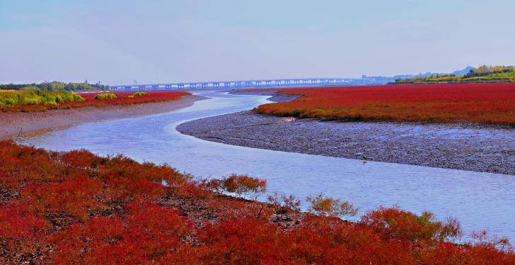 原创大连庄河版"红海滩":那抹鲜艳的红令人震撼
