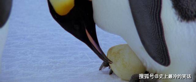 原创雌企鹅产下蛋就走雄企鹅孵化宝宝全过程小企鹅真的太可爱了