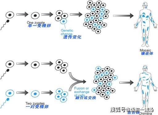 如果嵌合体人的精子中,拥有另外一套生殖细胞,那么此时就可能会发生上