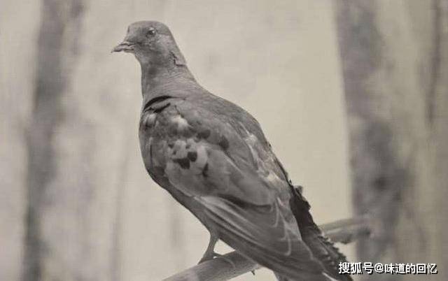 旅行鸽,1930年消失