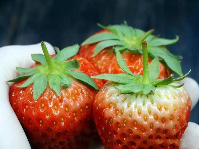 买草莓,是不是"激素草莓"就看这5点,一看就懂,记得转告家人