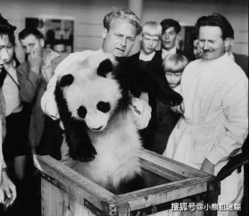 一部活生生的大熊猫受难史_阿尔芒·戴维