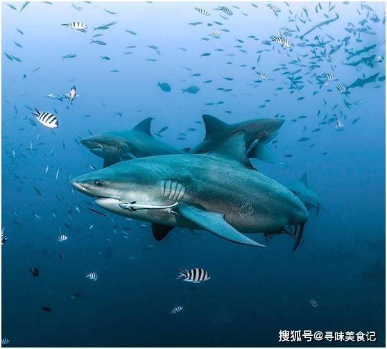 天生坏小孩:小牛鲨捕食野猪,澳洲淡水鳄,锯鳐