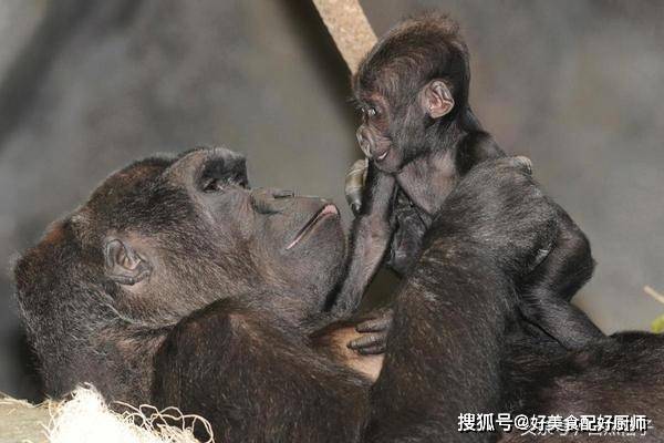 一个18岁的大猩猩妈妈看着它几个月大的宝宝.