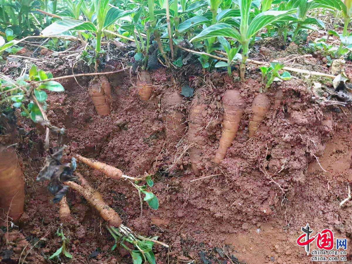 云南楚雄新村董正武:从中药材种植能手到致富带头人