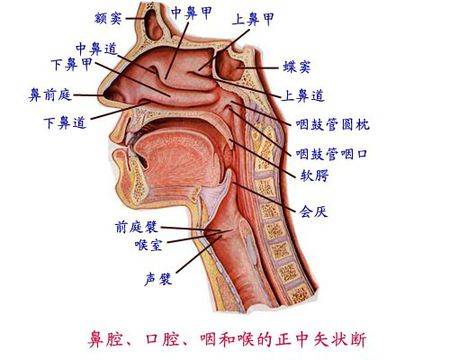 暨南大学崇爱医院耳鼻喉专科李俊泉医师讲解什么原因导致声带息肉_发