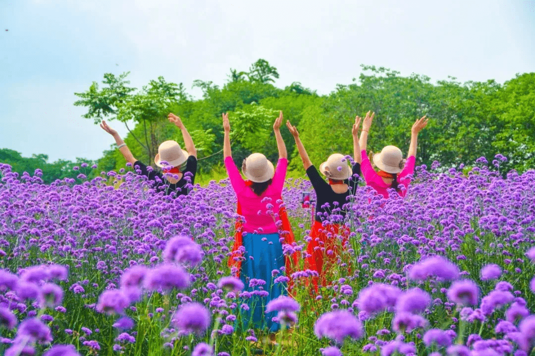 平舆蓝天芝麻小镇今年的秋天让人怦然心动,浪漫花海快