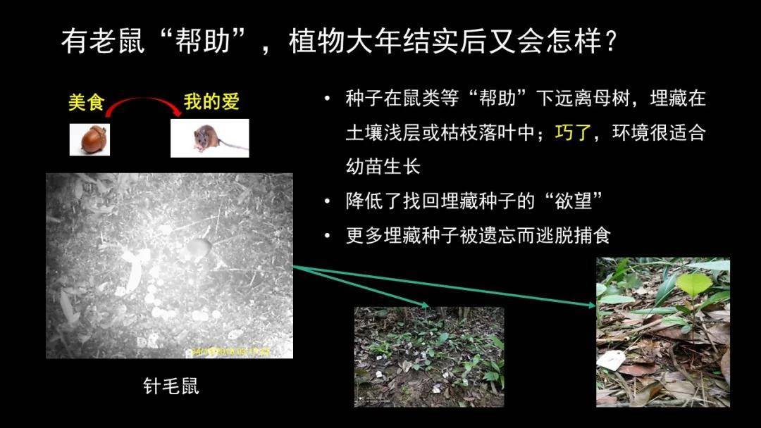 cc讲坛杨锡福合作与对抗小老鼠和大森林的对话