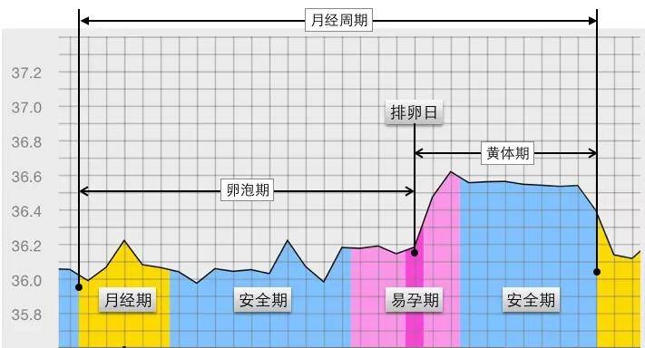 这样有规律的体温变化,我们叫 "双相体温".