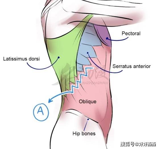 人物的腹肌怎么绘画?