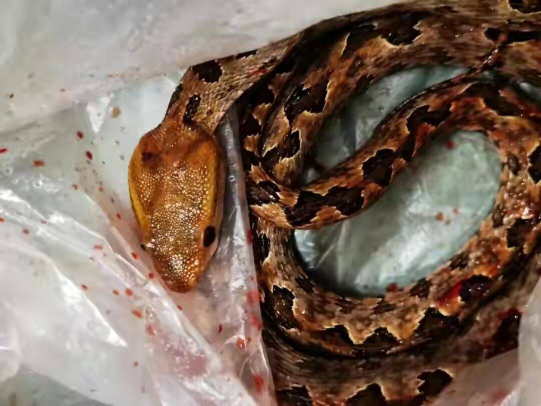 广东有一种美食叫做蛇咬鸡,就是用毒蛇咬死鸡,然后做成美味.