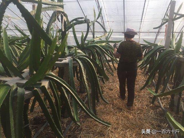 原创农民建设温室大棚种植火龙果,4元一斤出售,一年能收入5万元