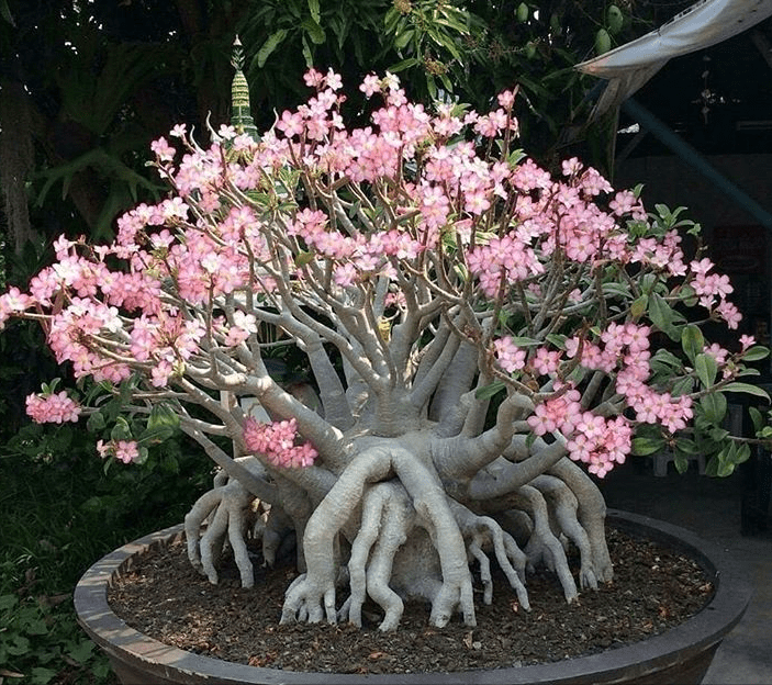 沙漠玫瑰,开花靓丽,长得慢不开花?毛病在根系