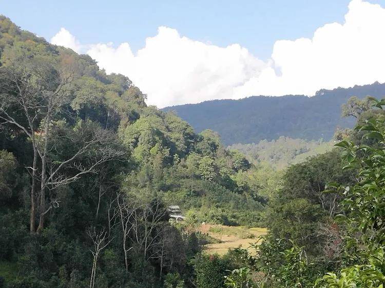 【普洱茶山行】云南西双版纳南糯山古茶山寻茶记一一拔玛寨