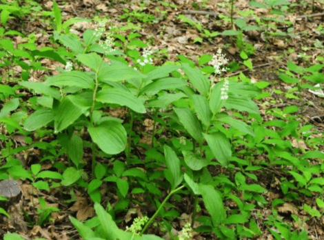 原创曾被当杂草,如今是高档野菜1斤卖15元,很稀少花钱不一定买得到