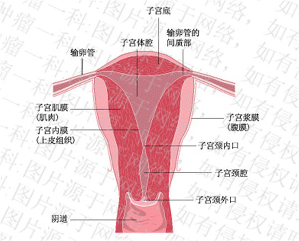 广药三院肿瘤一科丨哪些人要提高警惕子宫内膜癌