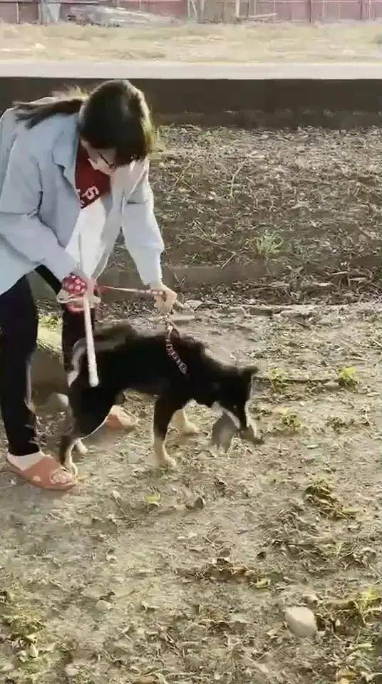 柴犬拣死老鼠回家加菜,女主人超崩溃,吓得不停摇晃拍打狗狗!