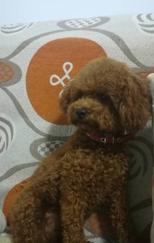 可爱的泰迪犬长了一张娃娃脸,它最爱的事情就是发呆