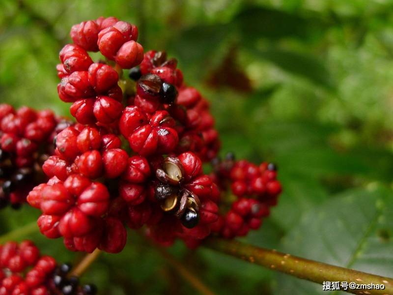 重阳节│究竟谁是重阳真"茱萸"_植物