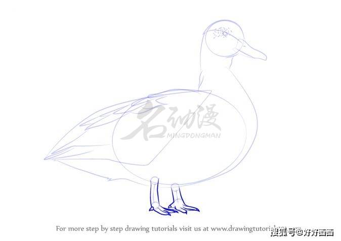 鸭子怎么画才好看?