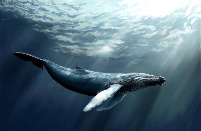 原创鲸鱼全身都是肉,能轻松潜入深海,为什么人类的潜艇却做不到?