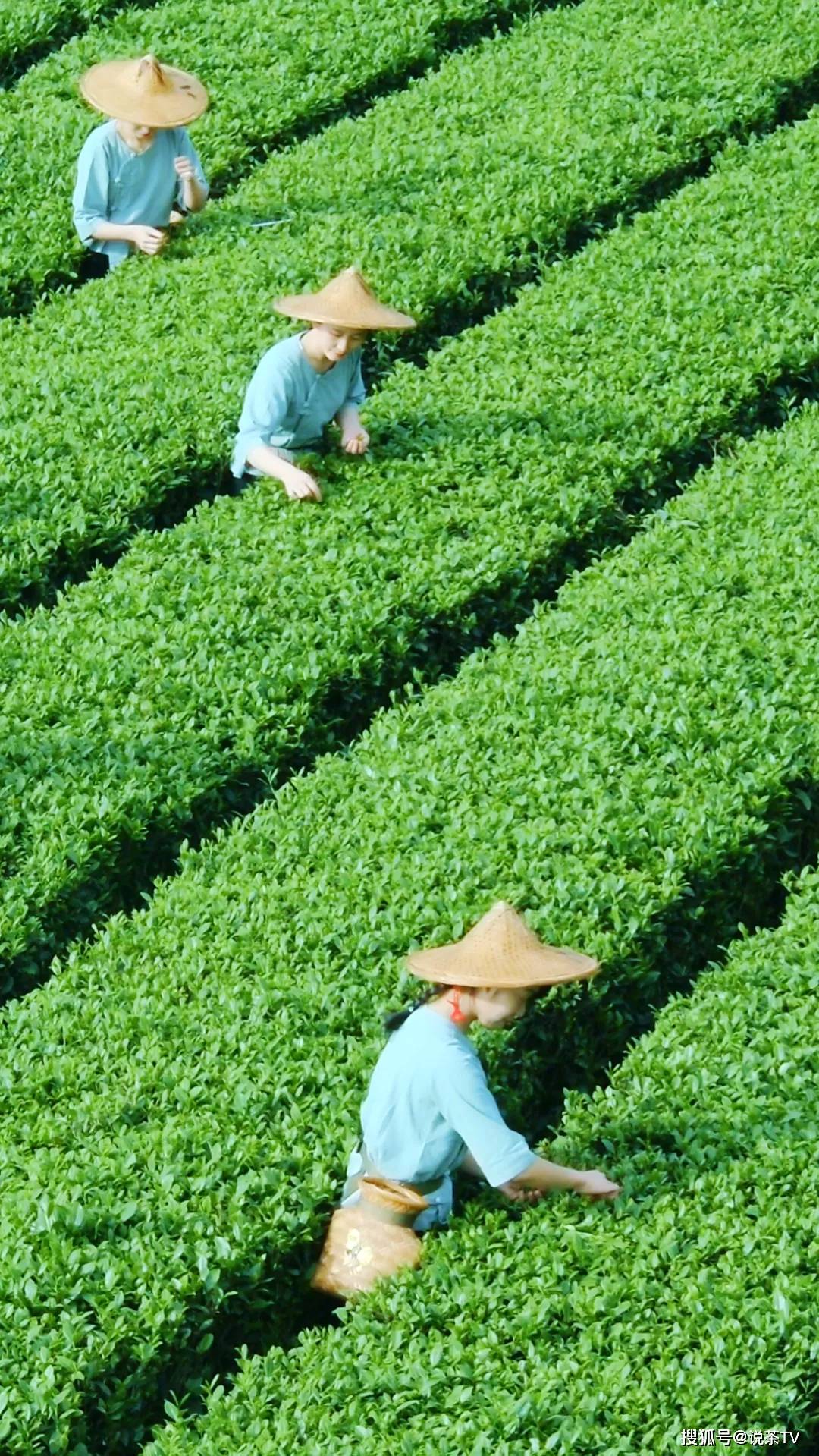 安溪茶园遍地,被誉为"中国茶都"