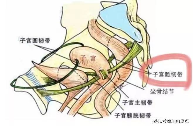 正常情况下,两侧的子宫骶韧带张力相同,共同维持子宫的位置,骶骨与