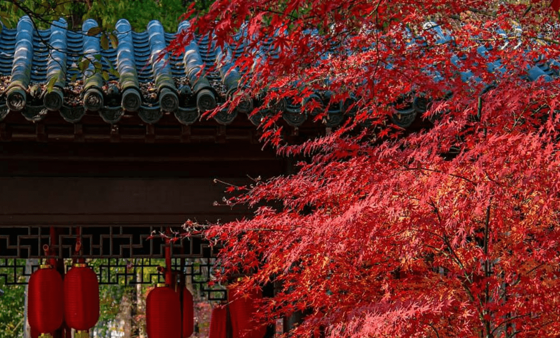 北京香山红叶将迎最佳观赏期