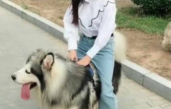 美女骑阿拉斯加去逛街,阿拉斯加差点吐血,网友:放开那