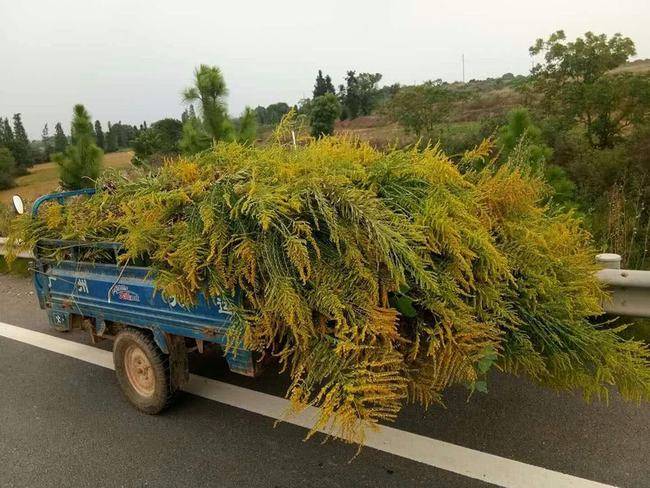 危害不输水葫芦加拿大一枝黄花入侵我国还在不断扩散中