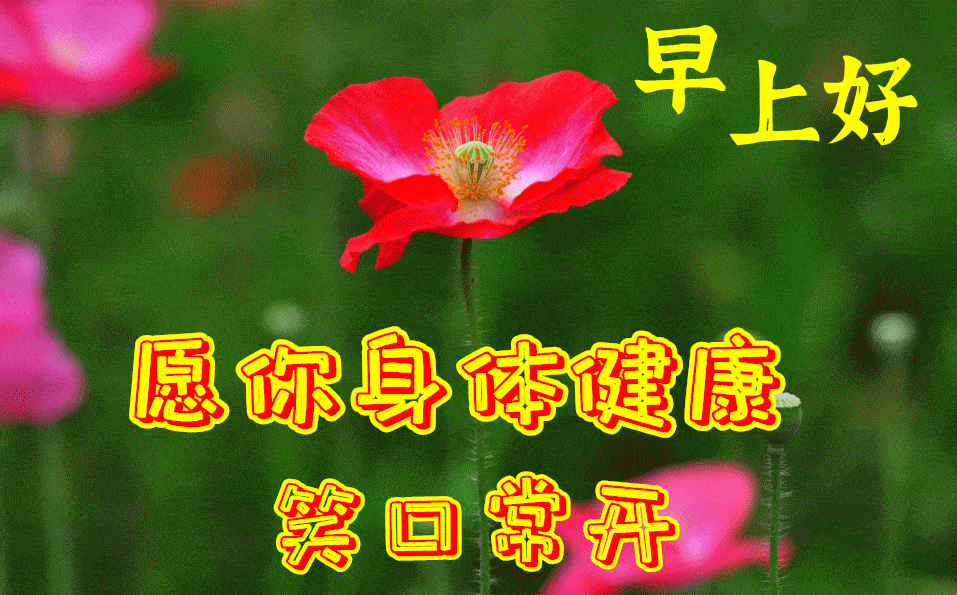 原创8张最新漂亮早晨好问候动态表情鲜花秋天早上好动态表情图片大全
