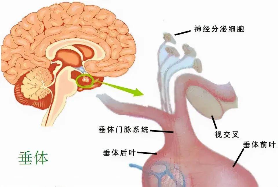 垂体位于颅腔正中心的垂体窝内,上方与视神经视交叉相邻,垂体窝两侧是