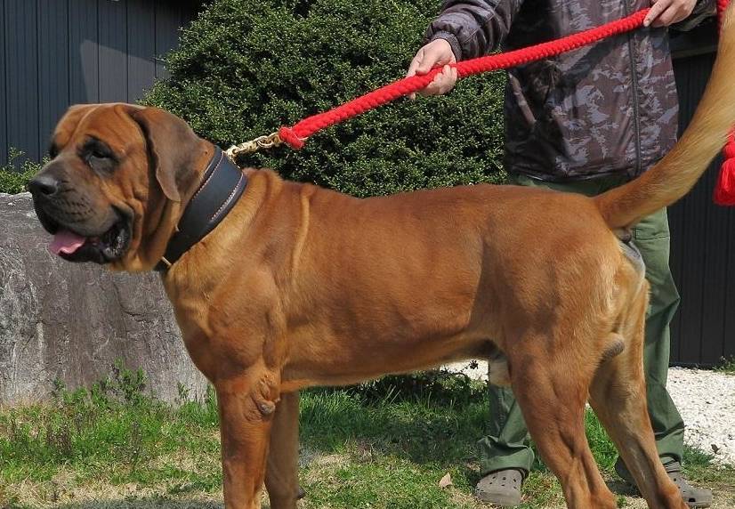 岛国日本,就盛产着一种大型烈性犬,它们的身材巨大,日本人称呼它们是
