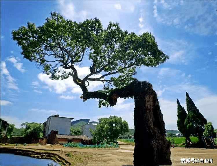 文:李凤江古树(新韵◆202.10.29本是阳光雨滋润,润育古树万年春.