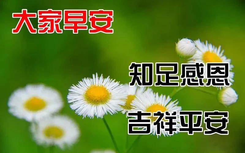 10月31日最新早上好图片精选 早上好图片鲜花带字问候