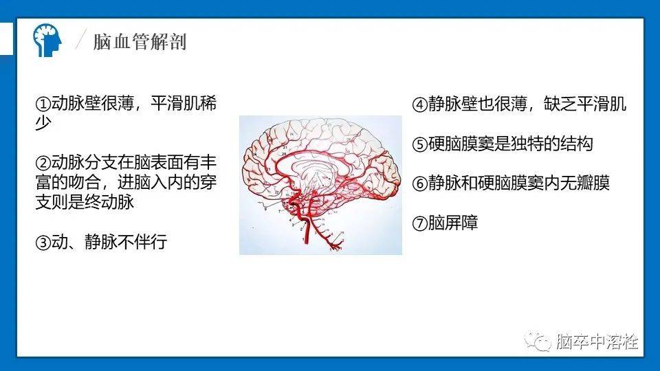 临床笔记 | 脑血管解剖_收获