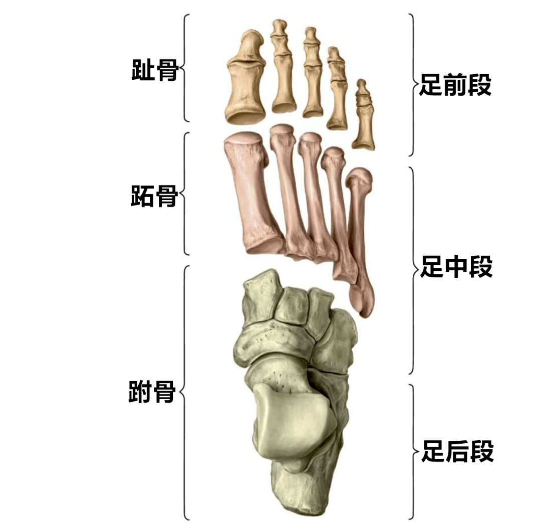 1)跗骨跗骨共7块,属短骨.分前,中,后三列.