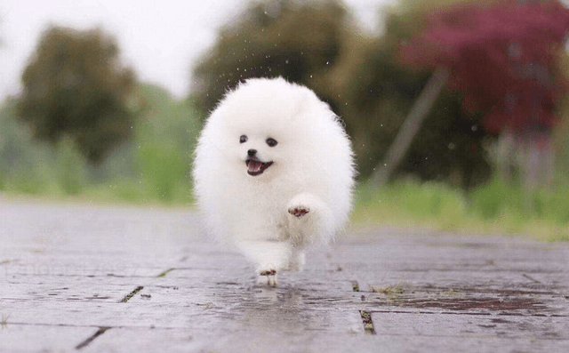 原创可爱的茶杯犬其实非常痛苦看完你还想养茶杯犬吗