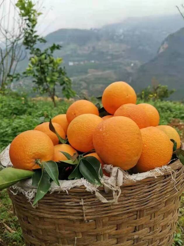 奉节脐橙,重庆市奉节县特产,中国地理标志产品.