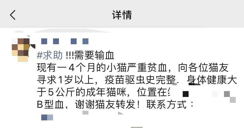图自:aboklin/猫研所72 英短,柯尼斯卷毛猫,德文,异国短毛猫,布偶