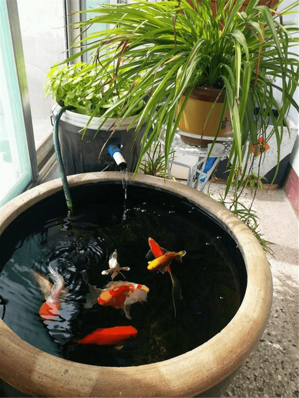 可以用养鱼的水浇花吗,你可能一直都浇错了花,看完长知识了_植物