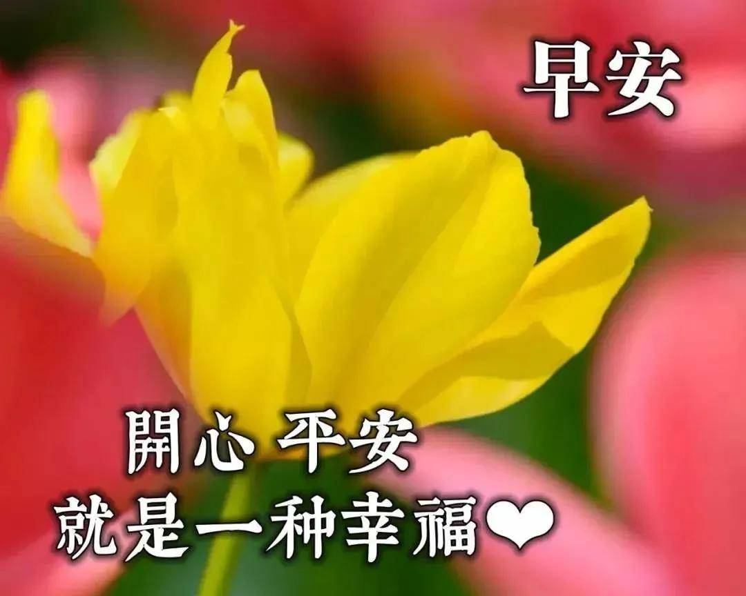 11月22日早晨最暖心的早安问候语动态图片带字鲜花,好