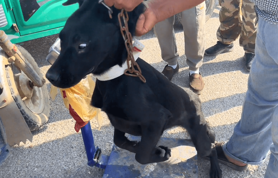 300过了秤的看家犬瞬间吓趴以为逃过一劫的狗狗瑟瑟发抖还是难逃狗肉