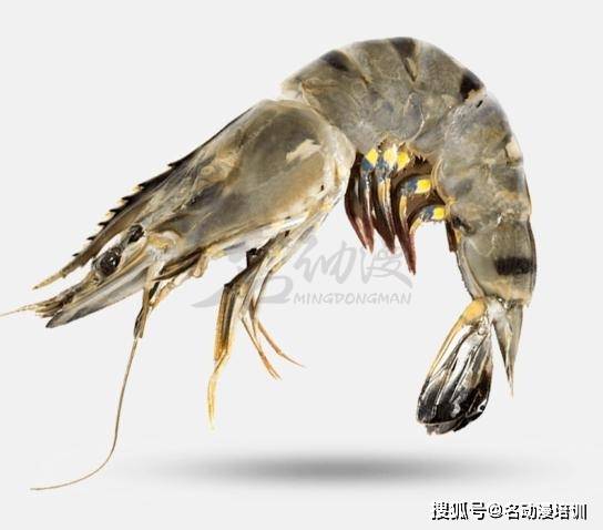 虾是一种生活在水中的节肢动物,属节肢动物甲壳类,种类很多,包括南极